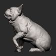 French-Bulldog9.jpg French Bulldog 3D print model