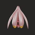 clitoris005.jpg 3D file Clitoris Anatomy - Resting Clitoris・3D print design to download