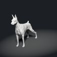 Doberman-Pinscher04.jpg Doberman Pinscher - DOG BREED - Canine -3D PRINT MODEL