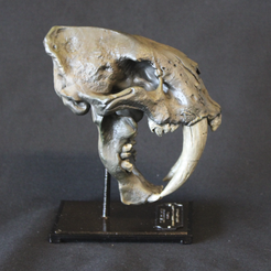 Crâne de chat à dents de sabre