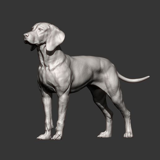 Hungarian-vizsla10.jpg Vizsla hongrois Chien d'arrêt hongrois Modèle imprimé en 3D