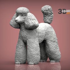 toy-poodle-1.jpg Archivo STL Caniche Toy modelo impreso en 3D・Diseño de impresora 3D para descargar