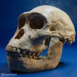 australopithecus-sediba-03.jpg Australopithecus sediba skull reconstruction