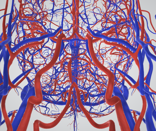 cerebrovascular,-brain,-face,-hemisphere,-willis,-dental,-neck,-vein,-artery,-head,-cerebellum,-vasc.png 3D 头颈部血管解剖图 - 动脉、静脉和脑血管系统