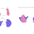 Ribosome_Color_2.png Ribosome Structure and Function