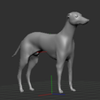 Captura-de-Pantalla-2021-02-09-a-la(s)-19.42.58.png Spanish Greyhound