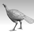 67867867.jpg bird Turkey