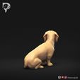 Dachshund-Miniature-Smooth-Haired-Pose-06-Dog-3D-Print-5s.jpeg Teckel miniature à poil lisse Pose 06