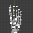 Referencia.png Bones of the foot
