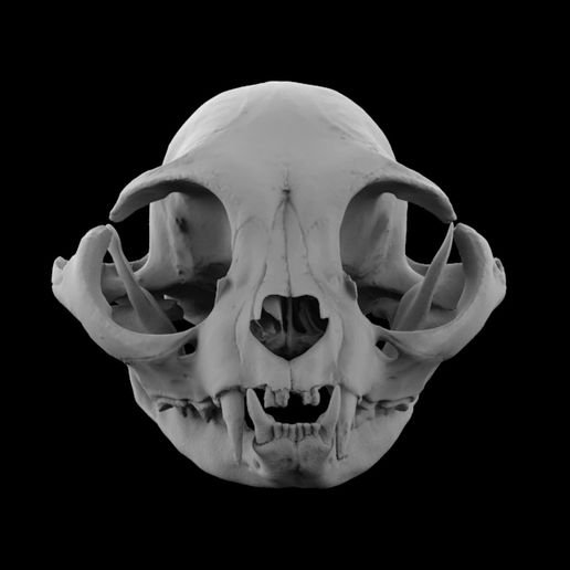 untitled.36.jpg Кошачий череп