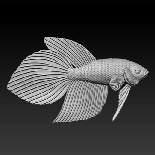 z5494475945441_d5e8e2f8e7cdf36fe39577a9416a0c7f.jpg Betta Fish Veiltail - Ready For 3D Printing