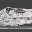 Herrerasaurus.png Herrerasaurus Skull