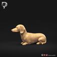 Dachshund-Miniature-Smooth-Haired-Pose-07-Dog-3D-Print-8s.jpeg Dachshund Miniature Smooth Haired Pose 07