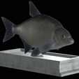 Bream-statue-9.png fish Common bream / Abramis brama statue detailed texture for 3d printing