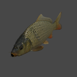 carp.png Poisson