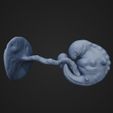 fetus6W_1.jpg Six Weeks Fetus