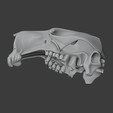 Antilopine-Kangaroo-Skull_low_angle.png Antilopine Kangaroo Skull