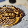 20230613_235153.jpg Kolihapeltis Fossil