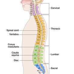 Spinal cord Vertebra Conus medullaris Cauda equina Disc Cervical Lumbar Spine