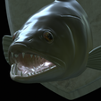 zander-head-trophy-17.png fish head trophy zander / pikeperch / Sander lucioperca open mouth statue detailed texture for 3d printing