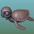 8.jpg Sea Turtle (Green turtle)