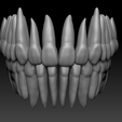Full-upper-and-lower-arches.png full anatomy upper and lower teeth 1