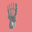 22.png SKELETON OF THE RIGHT FOOT 3D SEGMENTED