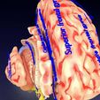 centralnervoussystemcortexlimbicbasalgangliastemcerebel3dmodelblend4.jpg Central nervous system cortex limbic basal ganglia stem cerebel 3D model