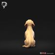 Dachshund-Miniature-Smooth-Haired-Pose-05-Dog-3D-Print-5s.jpeg Perro salchicha miniatura de pelo liso Pose 05