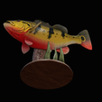 peacock-bass-trophy-natural-2-2-12.png Peacock bass (Cichla ocellaris) fish trophy in motion sculpture 2 underwater detailed texture for 3d printing