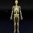 human-skeleton-set-complete-separable-labelled-bone-names-parts-3d-model-blend-46.jpg Human skeleton set complete separable labelled bone names parts 3D model