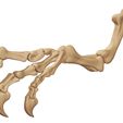 09.jpg 3D Allosaur arm and vertebra pack