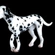0_00021.jpg DOG - DOWNLOAD Dalmatian 3d model - Animated for blender-fbx- Unity - Maya - Unreal- C4d - 3ds Max - CANINE PET GUARDIAN WOLF HOUSE HOME GARDEN POLICE  3D printing DOG DOG