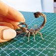 20231223_235348.jpg Radscorpion - Fallout creatures - high detailed scorpion even before painting