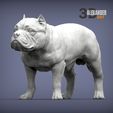 american-bulldog-standing-1.jpg American Bully standing 3D printed model