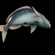 Dentex-trophy-37.png fish Common dentex / dentex dentex trophy statue detailed texture for 3d printing