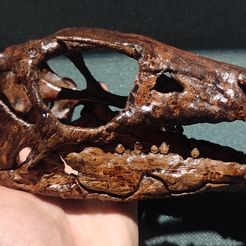Dinosaur Skull - Nanosaurus