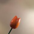Tulip-photo.jpg Tulip (Rounded Top) + Stem included