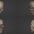 quad.jpg Skull 3D model