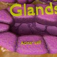 ps11.jpg Diabetes pancreas anatomy microscopy islet beta insulin model
