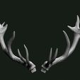 Stag_Horns1.jpg Stag bust