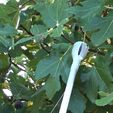 Outil-figue-9.jpg Fig pickings