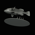 Peacock-Bass-statue-1-3-16.png FISH in motion Peacock bass (Cichla ocellaris) fish natural base detailed texture for 3d printing