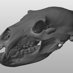 Bear skull.jpg Bear skull