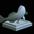 zander-open-mouth-tocenej-34.png fish zander / pikeperch / Sander lucioperca trophy statue detailed texture for 3d printing