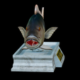 Dentex-mouth-statue-8.png fish Common dentex / dentex dentex open mouth statue detailed texture for 3d printing
