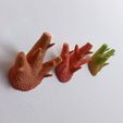 05.jpg STL file Wall coat hook “caliendrum coral”・3D printable model to download