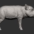 small-boar7.jpg Small boar 3D print model