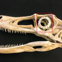IMG_1308.jpg Velociraptor eye bones