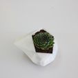 IMG_7261.JPG Flower Pot